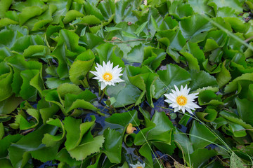 blossom lotus flower in a pond, focus selective