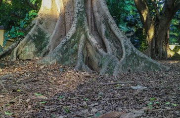 The green inside a Brazilian forest. Big roots.