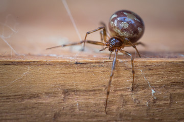 Araignée (steatoda bipunctata) marchant sur une planche