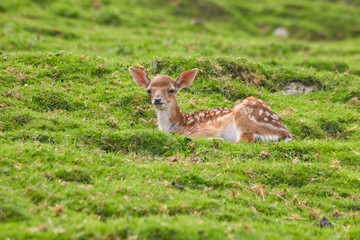 Red young deer pack while dozing