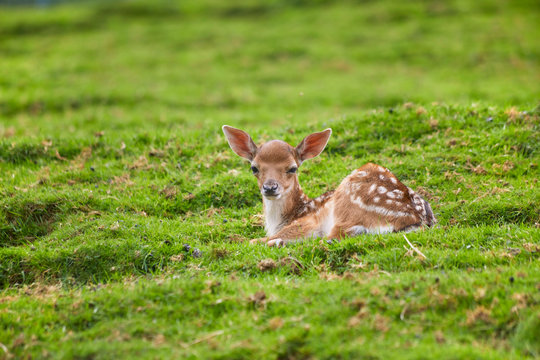 Die 13 6 Besten Bilder Stock Fotos Und Vektorgrafiken Zu Bambi Adobe Stock Die 13 6 Besten Bilder Stock Fotos Und Vektorgrafiken Zu Bambi Adobe Stock