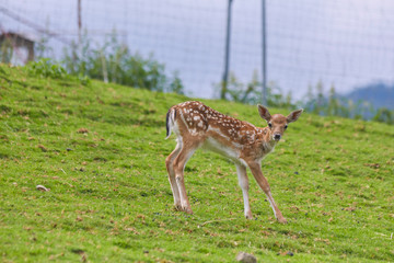 Naklejka na ściany i meble Young fawn in the pasture.