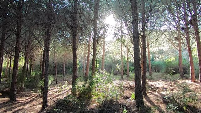 Panoramic slow motion of a pine forest by the sea with the sun's rays infiltrating the tree trunks creating a magical atmosphere