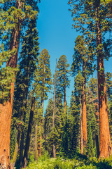 Sequoia National Park in California, USA