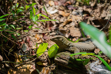 Monitor lizard at MacRitchie Reservoir in Singapore