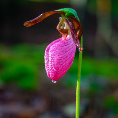Pink Lady Slipper Flower