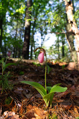 Pink Lady Slipper Flower
