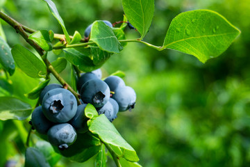 Closeup of blueberries on vine with ripe berries and green leaves