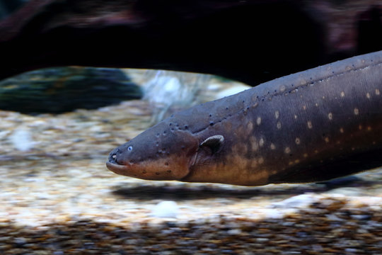 Electric eel (Electrophorus electricus) swimming in water tank  