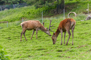 Red deer pack while eating