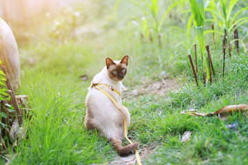 Siamese cat enjoy and relax on green grass with natural sunlight in garden