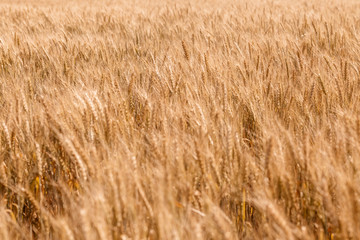 Golden ripe cereal, background, close-up