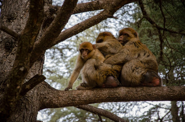 Family love in a tree