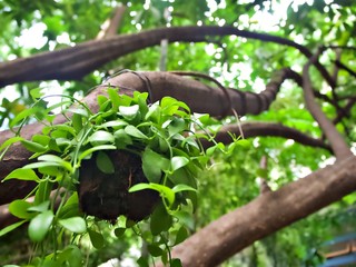 The close up shot of the hanging flower pot in the trunk with blur background