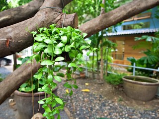 The green flower pot hanging on the tree trunk in the garden