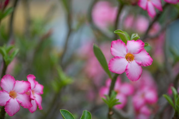 Adenuim or desert rose flower