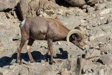 Desert Bighorn Sheep Ram