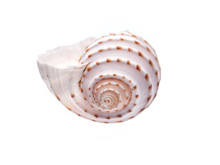Sea natural shell, original pattern of marine life.