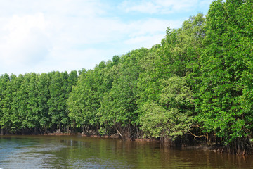 Mangrove Forest In Chanthaburi Province,Thailand