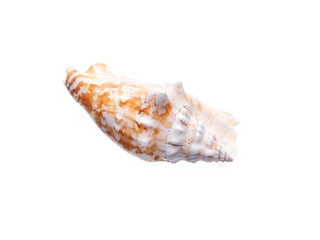 Sea natural shell, original pattern of marine life.