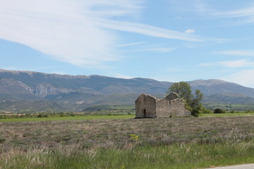 Lavendel vor dem Hintergrund der Verdon Schlucht