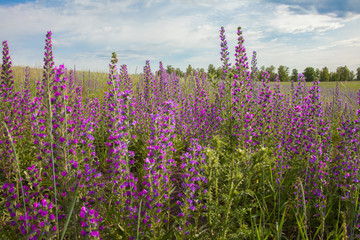 Landscape: field of flowering Ivan-tea under the blue sky