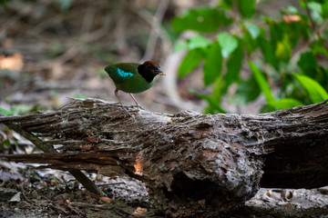 Hooded pitta 