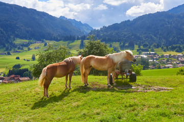 Fototapeta na wymiar Beautiful mountain panorama with horses in Bavaria