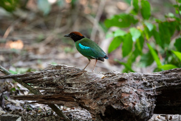 Hooded pitta 