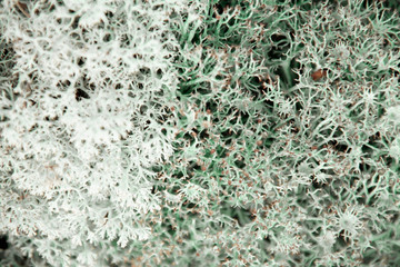 Rocks overgrown with white moss. Relief and texture of stone with patterns. Natural background