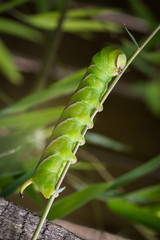 Chenille de Sphinx du troène