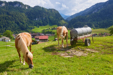 Beautiful mountain panorama with horses in Bavaria