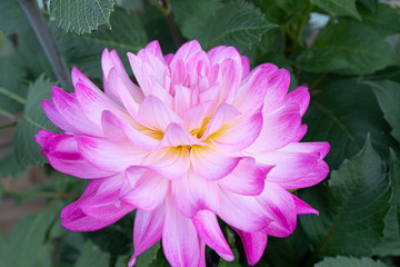 Beautiful pink dahlia Bitsy flower in summer garden