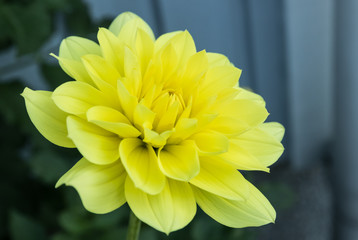 Beautiful yellow dahlia Gallery Serenade flower in summer garden