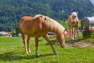 Naklejka na ściany i meble Beautiful mountain panorama with horses in Bavaria