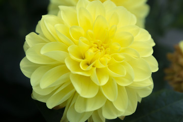 Beautiful yellow dahlia Gallery Serenade flower in summer garden