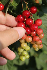 Red currant or redcurrant (Ribes rubrum) belong to gooseberry family. It is detail of fingers hand farmer (man) harvesting (picking) bright ripened berries from bunch.