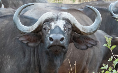 Naklejka premium Cape Buffalo Close Up with Antlers