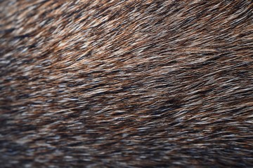 Fell Hintergrund - Tierhaare braun, schwarz, weiß