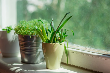 potted plants on the window