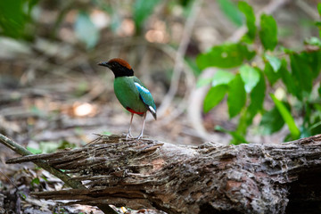 Hooded pitta