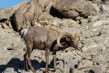Desert Bighorn Sheep Ram