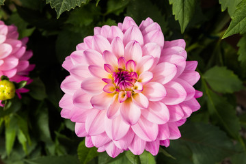 Beautiful pink dahlia Karma Prospero flower in summer garden