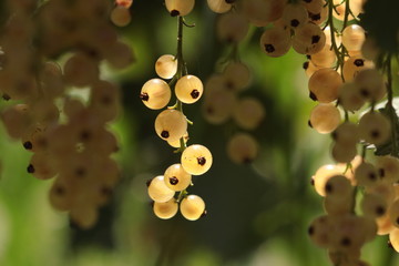 White currant (Ribes glandulosum, or rubrum White Grape, or sativum, or silvestre) is sweeter than...