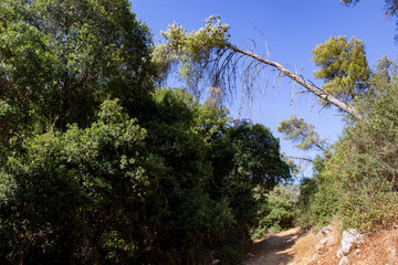 Fallen tree making an arch above a path.