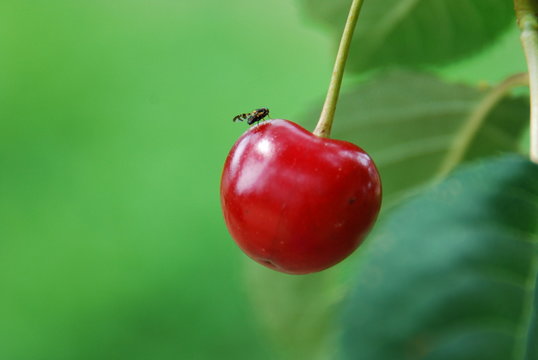 Kirschfruchtfliege  Fliege  und Kirsche
