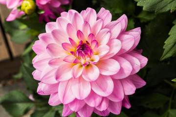 Fototapeta premium Beautiful pink dahlia Karma Prospero flower in summer garden