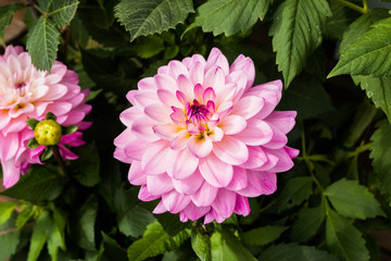 Beautiful pink dahlia Karma Prospero flower in summer garden