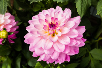Obraz premium Beautiful pink dahlia Karma Prospero flower in summer garden