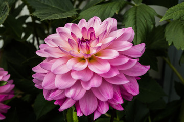 Obraz premium Beautiful pink dahlia Karma Prospero flower in summer garden